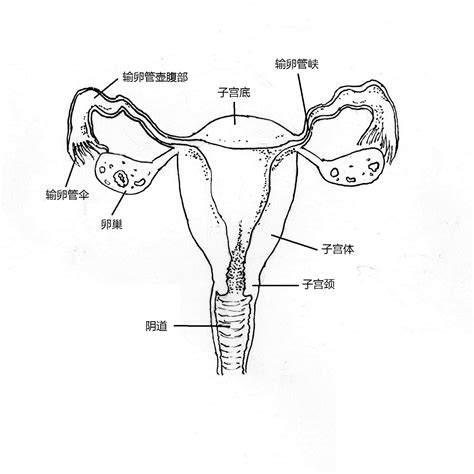 女人性器官|小知识:女性生殖系统